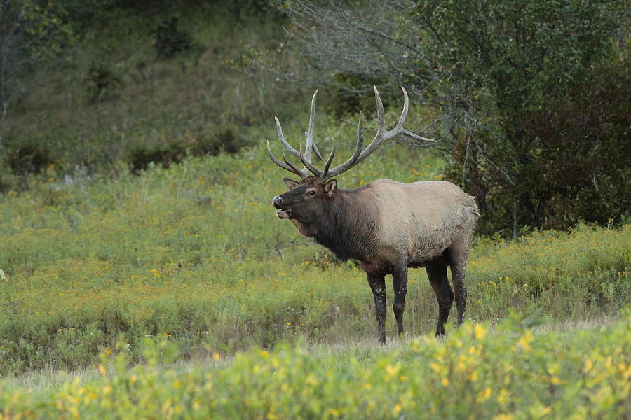 Bugling Bull Elk Photograph by Bruce J Robinson