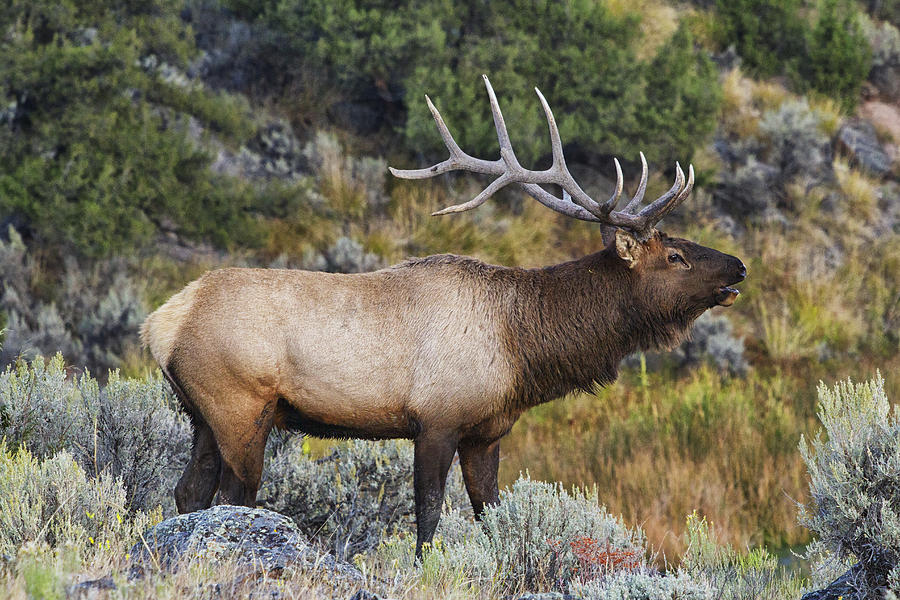 Yellowstone National Park Photograph - Bugling Bull by Mark Kiver