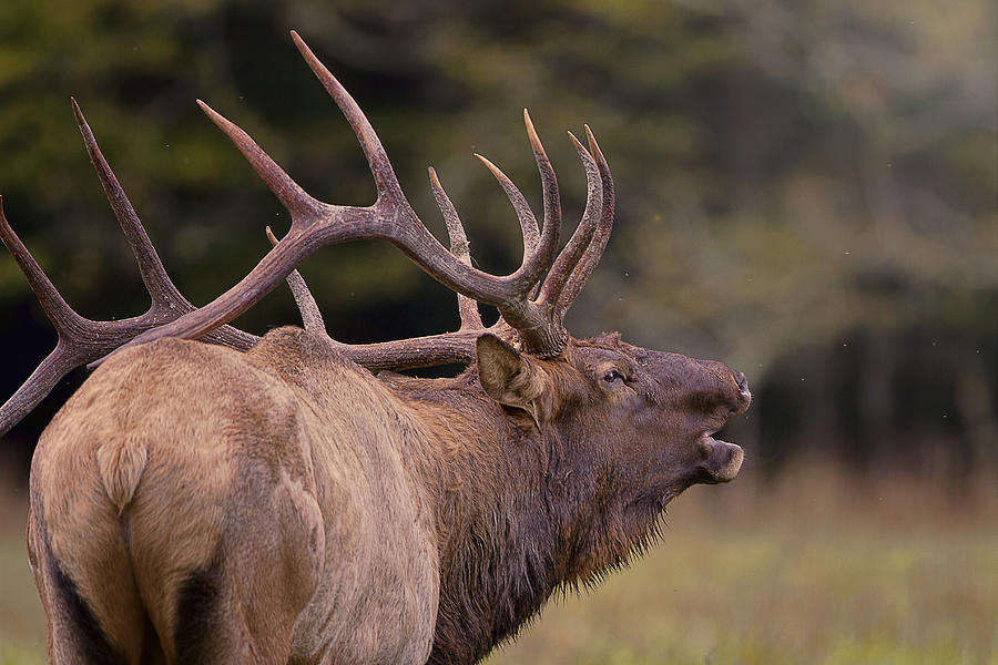 Bugling Bull Elk Photograph by Rhonda McClure