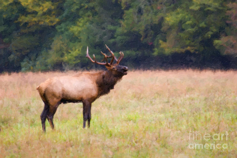 Bugling Elk Digital Art by Jill Lang