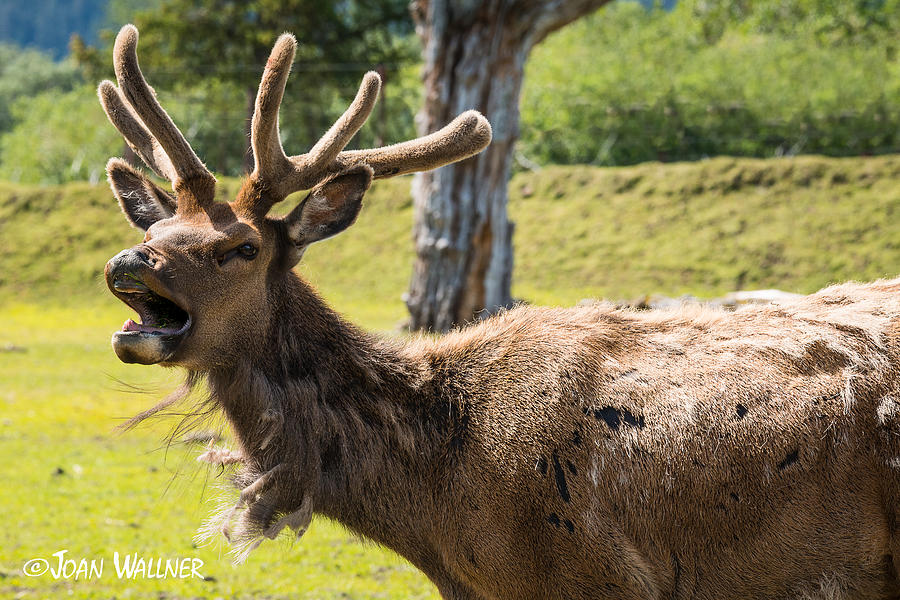 Bugling Elk Photograph by Joan Wallner