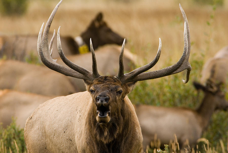 Wildlife Photograph - Bugling Elk by Stefan Carpenter