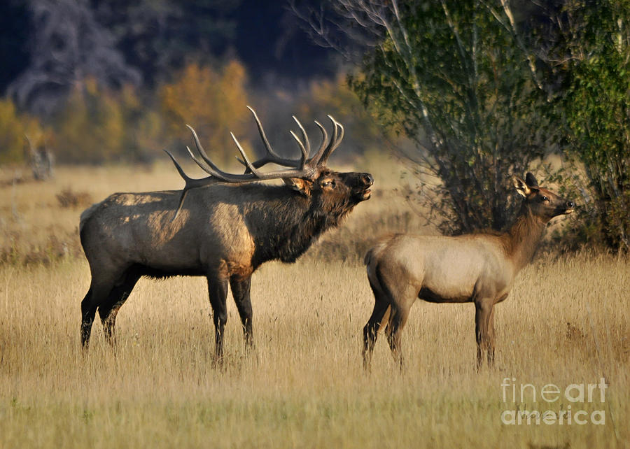 Bugling Elk with Calf Photograph by Nava Thompson