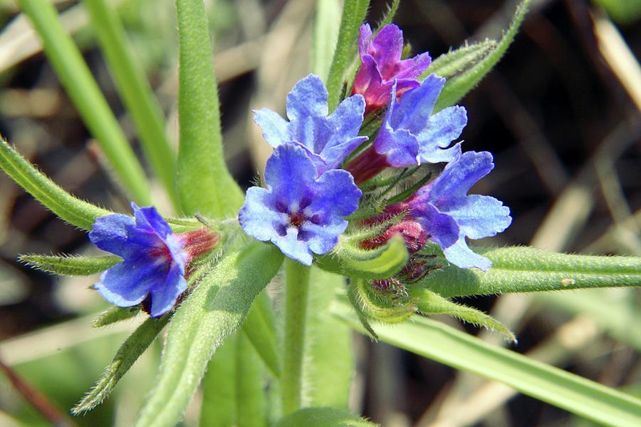 Flower Photograph - Buglossoides Purpurocaerulea by Chris Dawe/science Photo Library