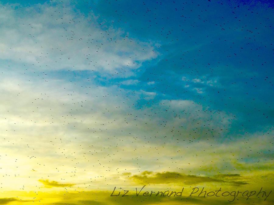 Sunset Photograph - Bugs at Sunset by Liz Vernand