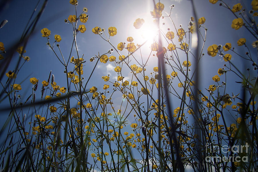 Bugs Eye View Photograph by Alexander Photography - Fine Art America