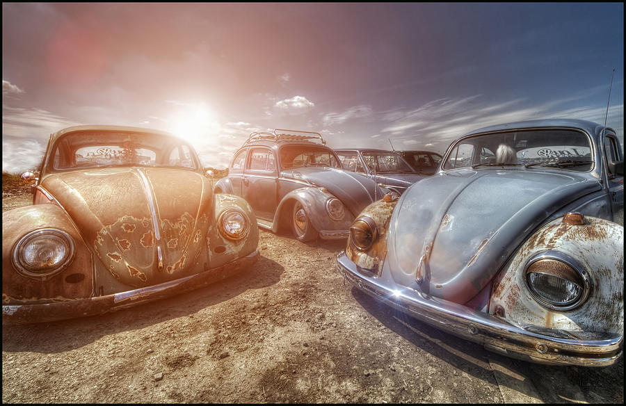 Bugs in the Sun Photograph by Jason Green