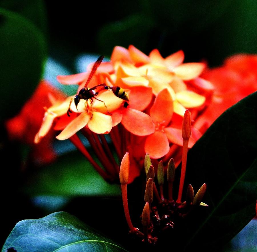 Flower Photograph - Bugs On Beauty by Mike Sangh