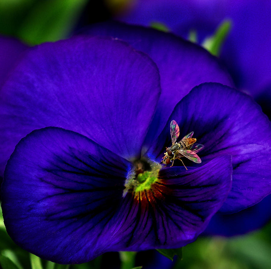 Bugs on Pansy Photograph by Jamieson Brown