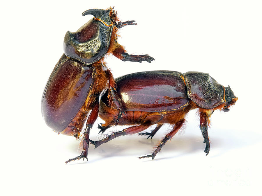 Bugs Sex Photograph