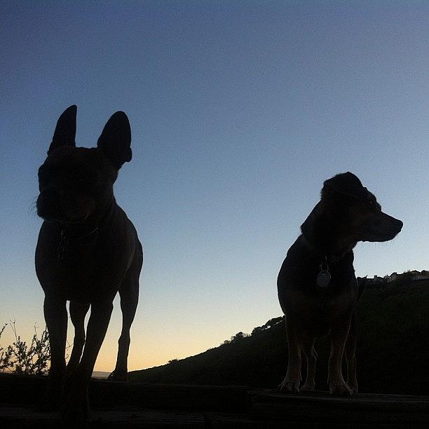 Bugsy And Sadie Hiking The Hollywood Photograph by Richard Reens
