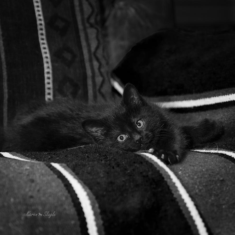 Cat Photograph - Bugzy in Black and White by Karen Slagle