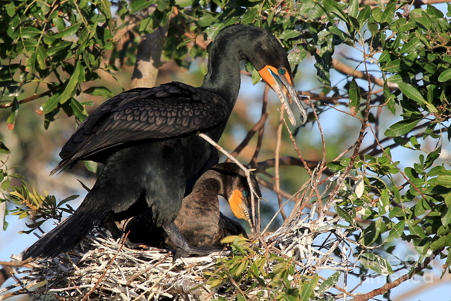 Building A Nest - Double-crested Cormorant Photograph