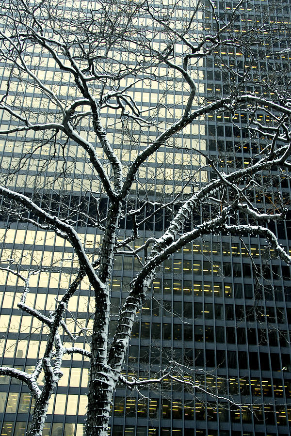 Building Reflection And Tree Photograph