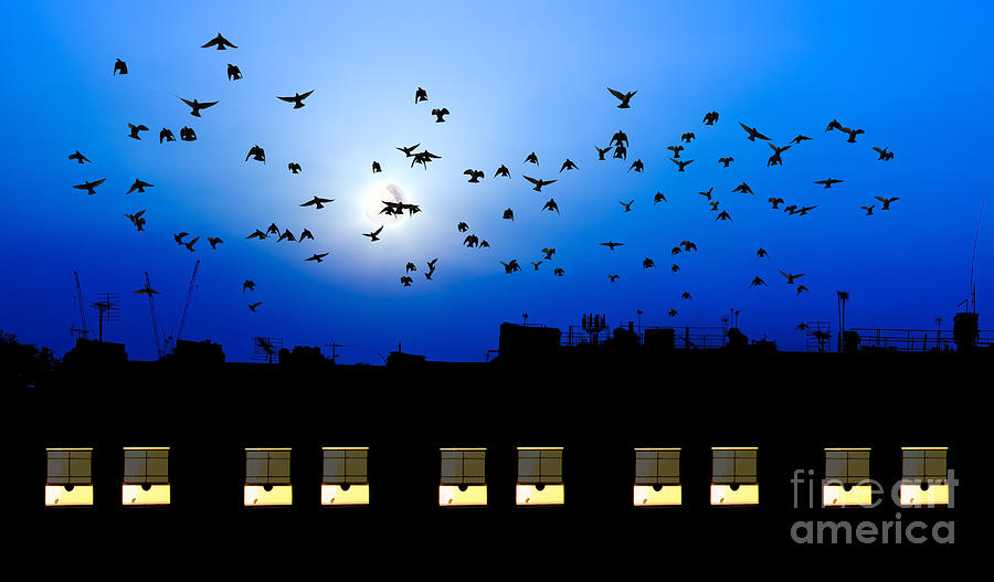 Building windows asleep with birds Photograph by Simon Bratt