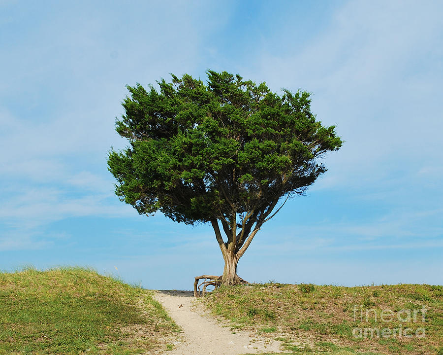 Cypress Tree With Built In Bench Photograph by Bob Sample