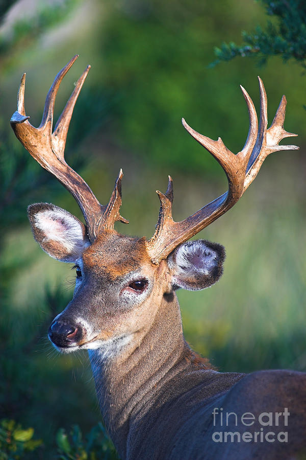 Deer Photograph - Buck Posing by Jane Axman