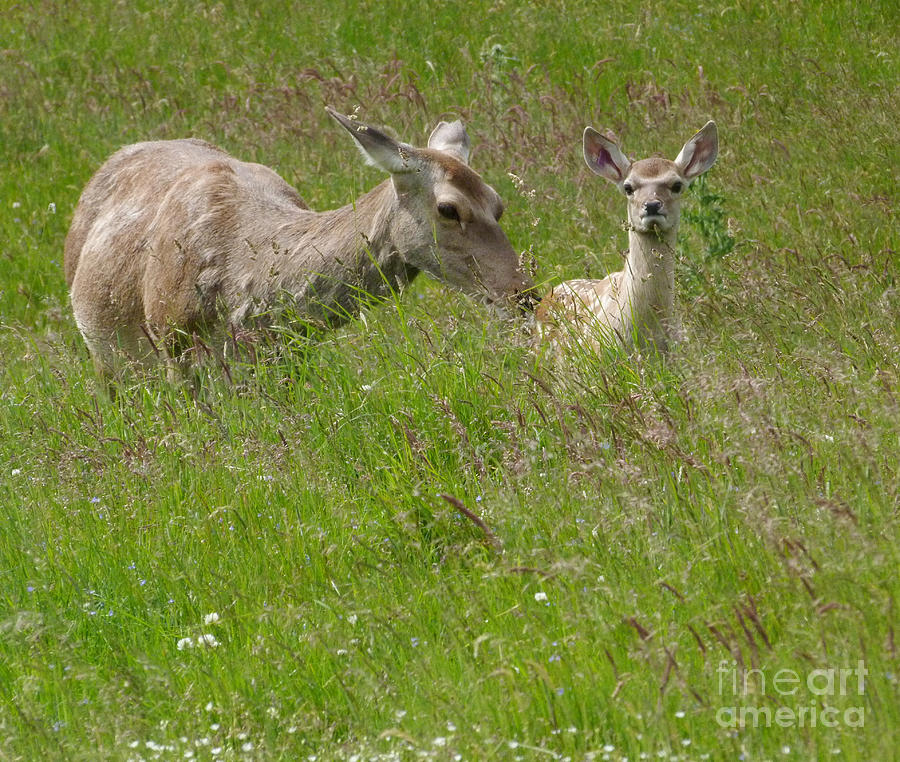 Bukhara Deer -  hind and calf Photograph by Phil Banks