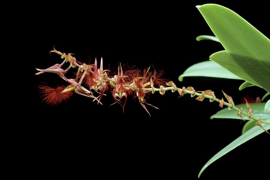 Bulbophyllum Barbigerum Photograph by Geoff Kidd/science Photo Library