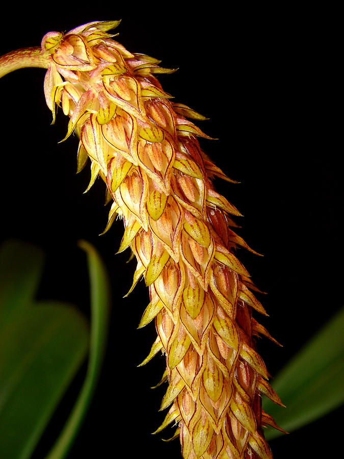 Orchid Photograph - Bulbophyllum careyanum 1 by Adam Kimpton