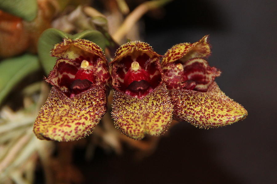 Bulbophyllum frostii - Dutch Shoe Orchid Photograph by Adam Kimpton ...