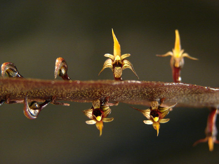 Orchid Photograph - Bulbophyllum maximum  by Adam Kimpton