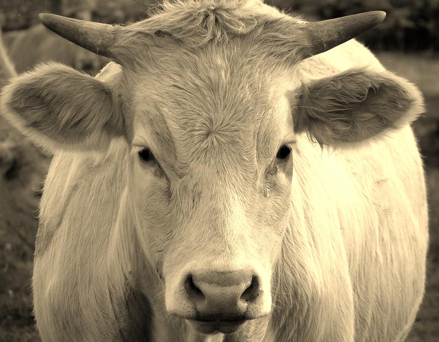 Bull 1 Photograph by Meagan  Visser