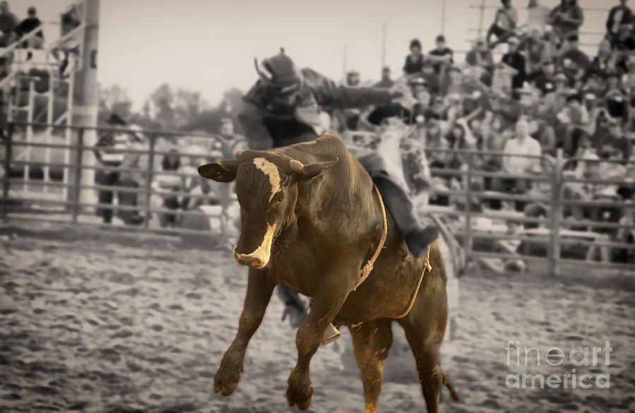 Sports Photograph - Bull 1 - Rider 0 by Timothy J Berndt