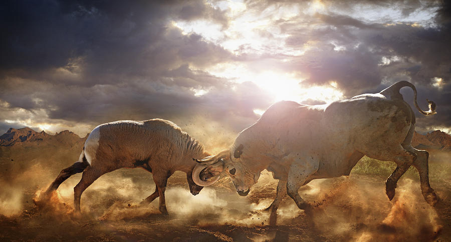 Bull and ram fighting in dusty field Photograph by Chris Clor Bull and ram fighting in dusty field Photograph by Chris Clor