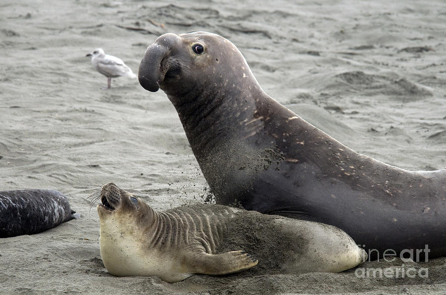 Bull Approaches Cow Seal Photograph by Mark Newman - Fine Art America