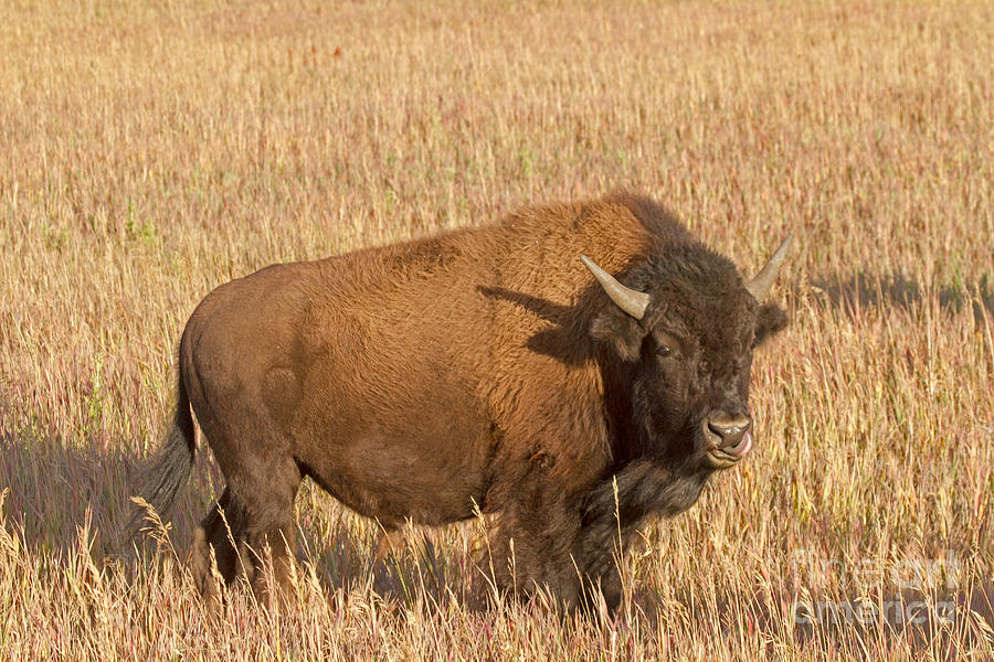 Bull Bison at the  Elk Ranch Grand Teton National Park Photograph by Fred Stearns