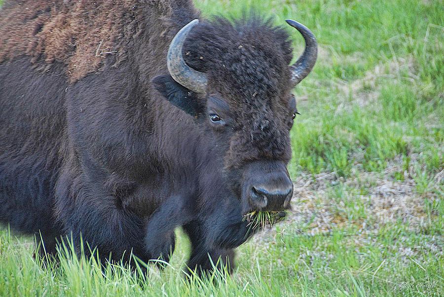 Bull Bison Photograph by Dyle   Warren
