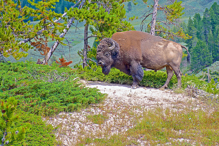 Bull Bison near Mud Volcanoes in Yellowstone National Park-Wyoming Photograph by Ruth Hager