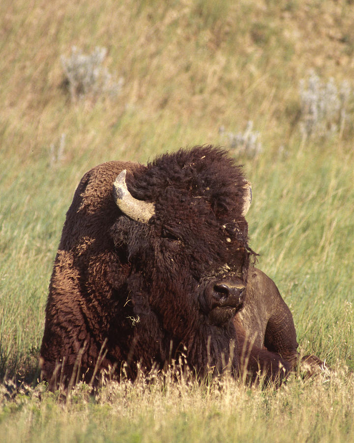 Bull Bison Resting Photograph