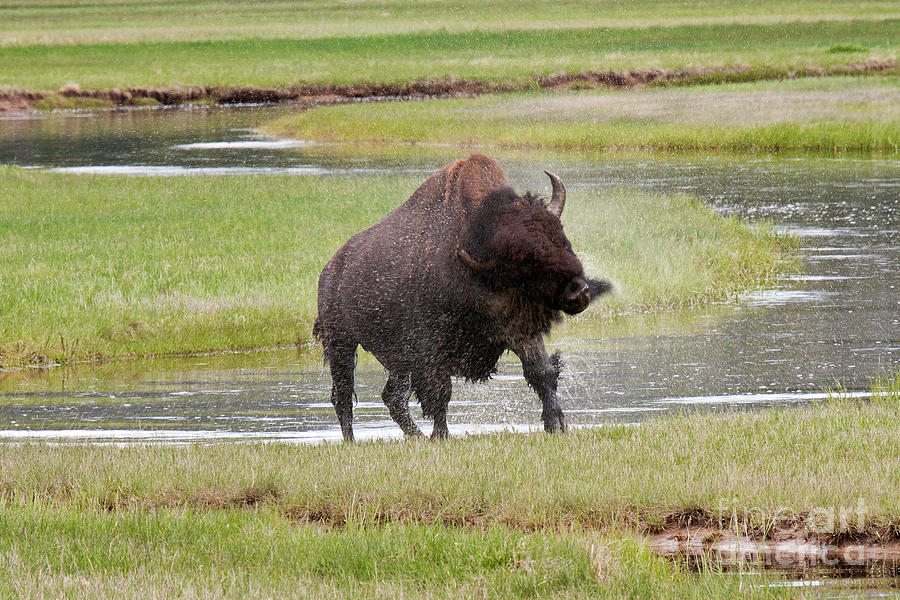 Bull Bison Shaking in Yellowstone National Park Photograph by Fred Stearns