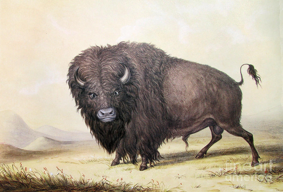 George Catlin Painting - Bull Buffalo by Celestial Images
