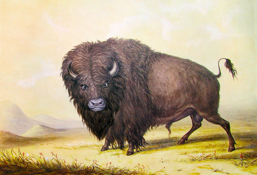 Bull Buffalo Digital Art by George Catlin