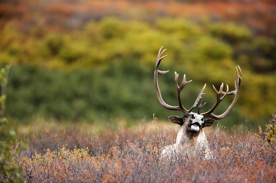 Bull Caribou Bedded On Autumn Tundra Photograph by Milo Burcham - Fine ...