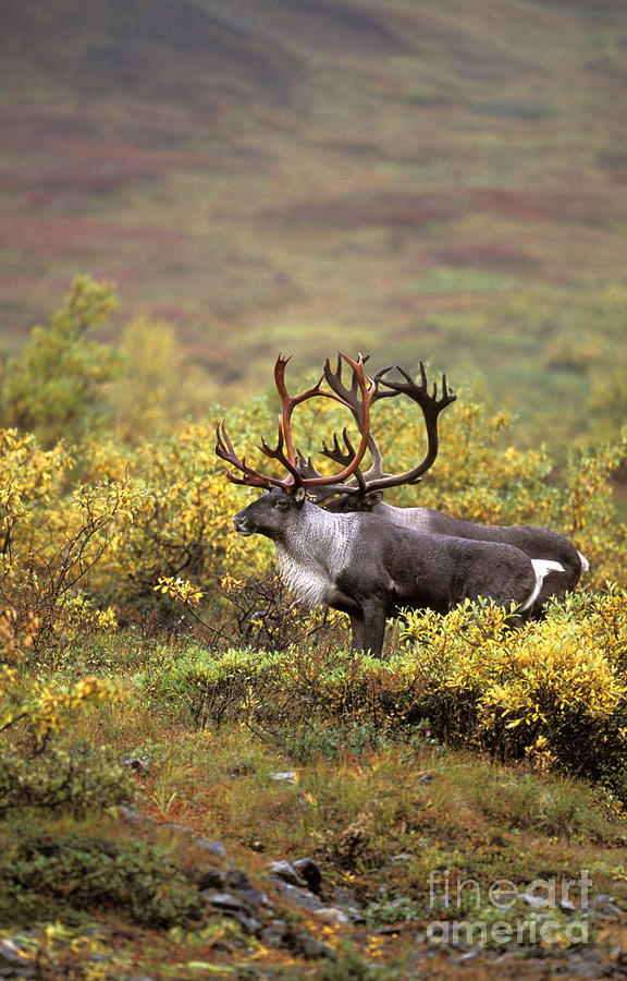 Bull Caribou Photograph by Ron Sanford