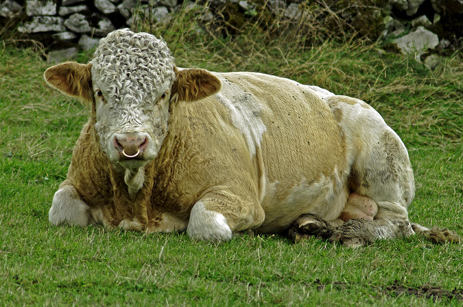Bull Close-up at Wardlow Photograph by Rod Johnson