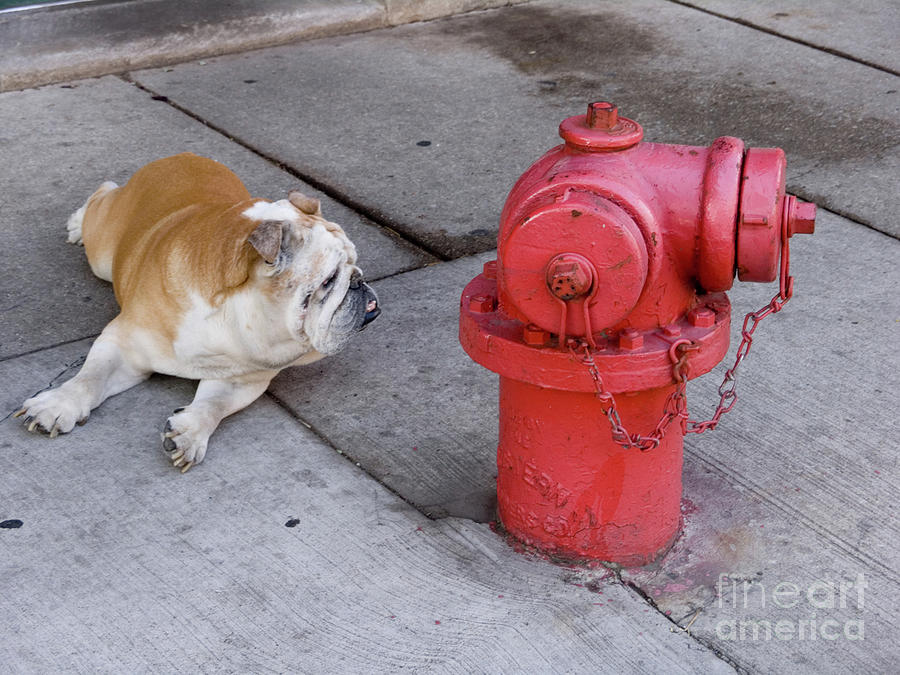 Bull dog and the fire hydrant standoff Photograph by Linda Matlow