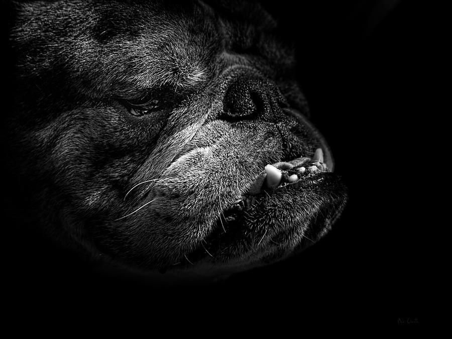 Bull Dog Photograph by Bob Orsillo