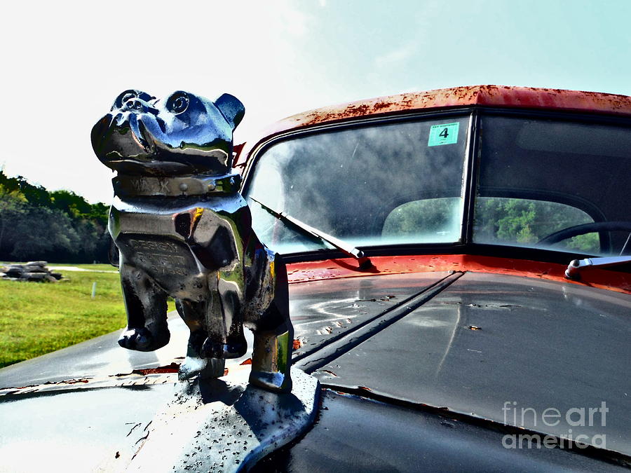 Bull Dog On A Mack Truck Photograph by Paddy Shaffer