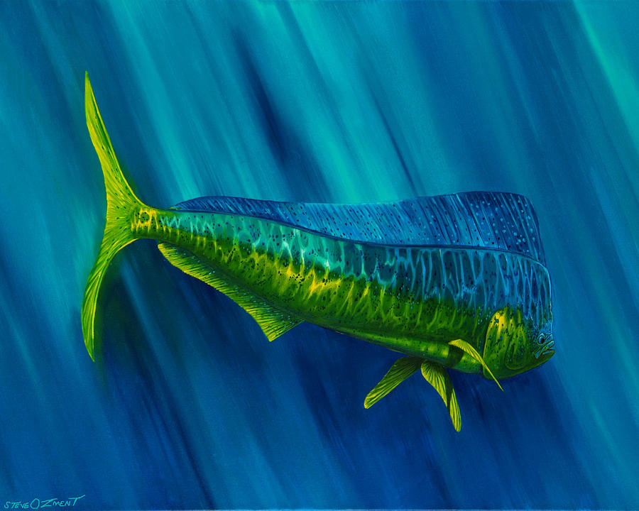 Bull Dolphin Painting by Steve Ozment