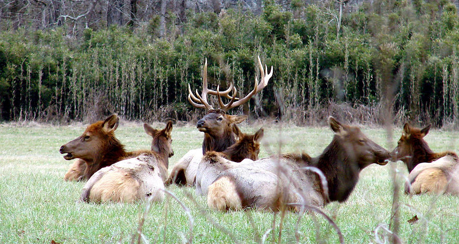 Nature Photograph - Hanging Out With His Girls, in Boxley Valley, Arkansas by Mary Halpin