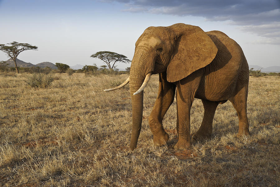 Bull Elephant at Samburu Photograph by Michele Burgess
