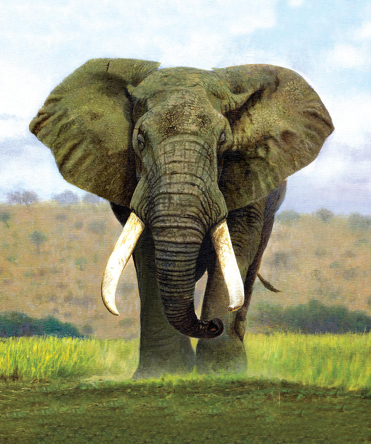 Animal Photograph - Bull Elephant by MGL Meiklejohn Graphics Licensing