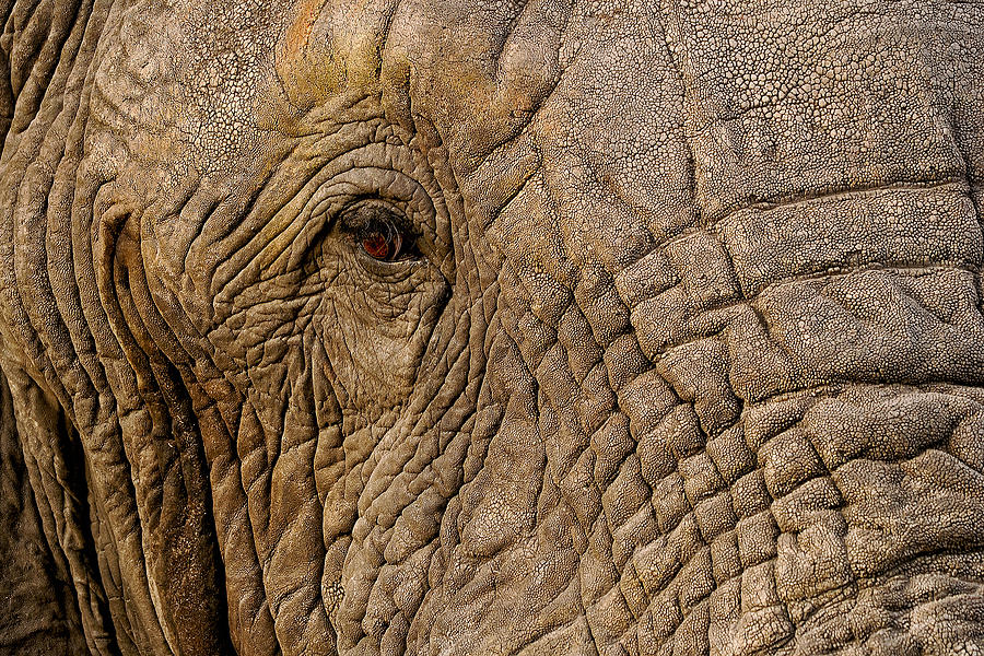 Bull Elephant Photograph by Gene Swensen - Fine Art America