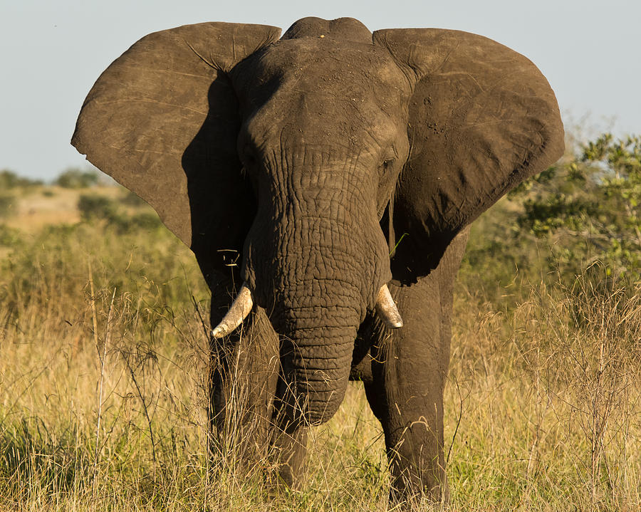 Wildlife Photograph - Bull Elephant by John Morris