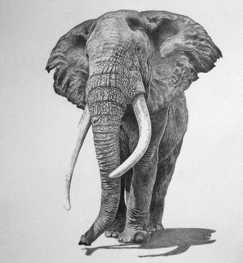 Bull Elephant Drawing by Mike OConnell